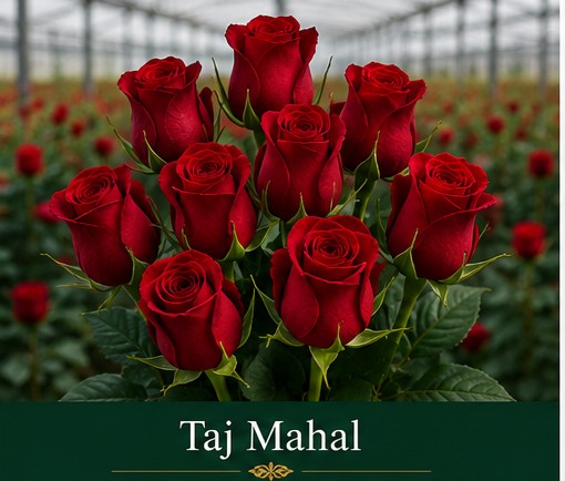Taj Mahal